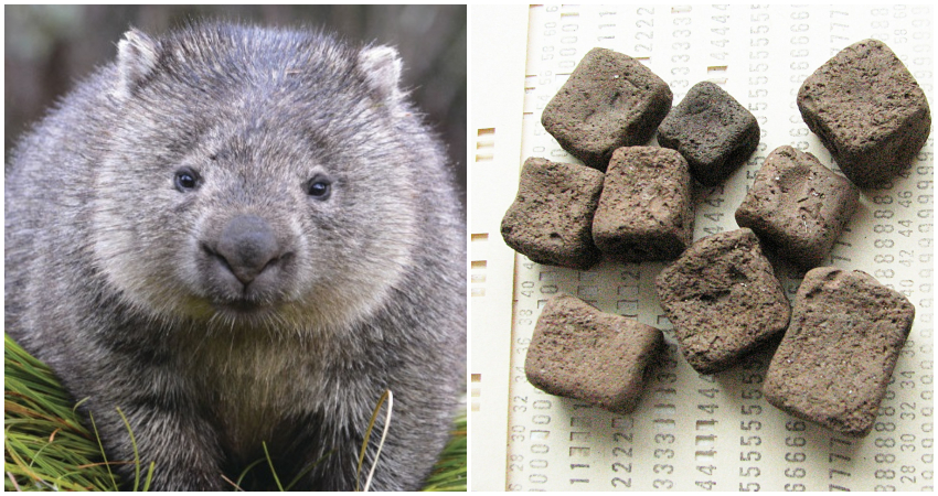 71e06ffb-wombat-poop-social.jpg