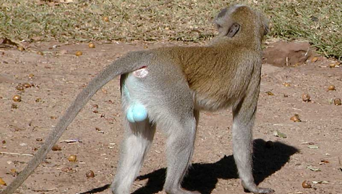 Study Confirms That Monkeys With Small Genitalia Act More Aggressively,Indian Hawthorn Tree