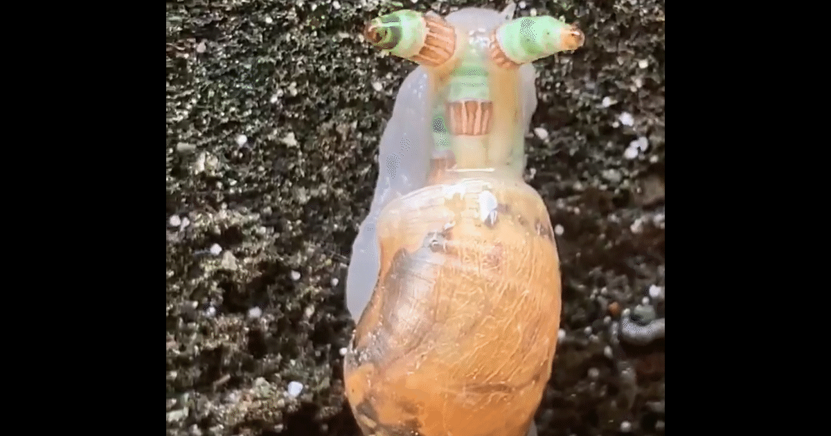 Nightmare fuel Watch this parasite turn normal snails into zombie snails